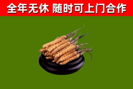 茂南区回收冬虫夏草