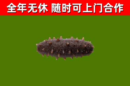 茂南区回收海参干